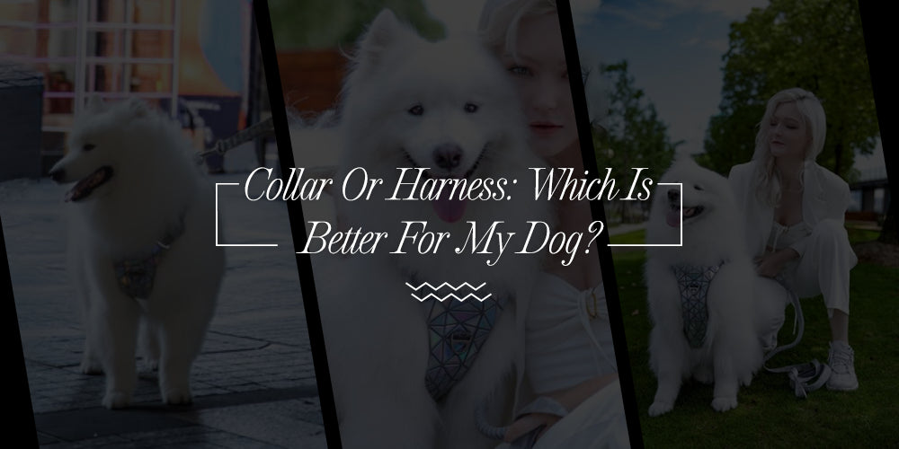 Which Is A Safer Option For Your Dog: A Collar Or A Harness?